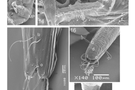 photomicrograph larvae SEM detaills