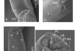 photomicrograph SEM larva detaills