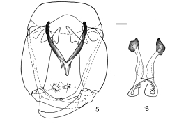 drawing male genitalia: parameres and edeagus detaills