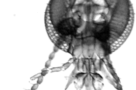microfografía cabeza
