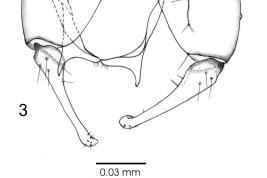 drawings adults  male genitalia: 4 aedeagus, 5. parameres