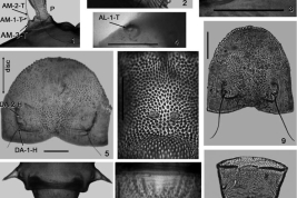fotomicrografía detalles de pupa
