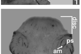 photomicrograph pupae 