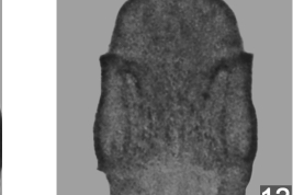 photomicrograph pupae 