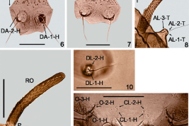 photomicrograph details 6, 8–13, male pupa; 7, 14, female pupa. 5, entire pupa; 6–7, dorsal apotome and dorsal apotome sensilla (DA-H); 8, respiratory organ (RO) and anterolateral sensilla (AL-T); 9, respiratory organ (RO), detail of pedicel (P) and anteromedial sensillum (AM-T); 10, dorsolateral cephalic sclerite sensilla (DL-H); 11, clypeal/labrals sensilla (CL) and oculars sensilla (O), details of mouthparts