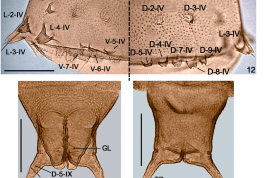 phtomicrograph details 12, fourth abdominal segment chaetotaxy (dorsal and ventral views); 13, Segment 9 male, detail of ventral surface, genital lobe (GL), terminal processes (TP); 14, Segment 9 female. Scale bars: 0.05 mm 
