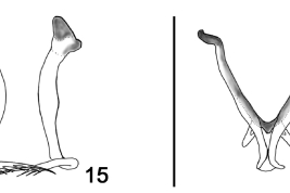 drawings adult male: 15, parameres; 16, aedeagus,