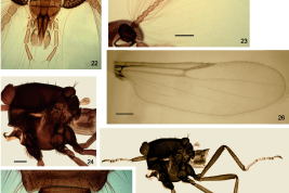 fotomicrografía adulto macho: 22, cabeza, en vista anterior; 23, flagelos; 24, thorax; 25, patas ; 26, ala; 27, genitalia (vista ventral). Scale bars: 0.05 mm.
