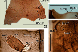 fotomicrografías pupa:29, dorsal apotoma y dorsal apotoma sensila (DA-H); 31, órgano respiratorio (RO) y anterolateral sensila (AL-T); 31, anteromedial sensilas (AM-T); 32, dorsolateral sinsilas del esclerito cefalico (DL-H) 