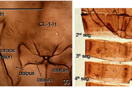 fotomicrografias pupa: 33, clypeal/labral sensilas (CL) y ocular sensilas (O), detalles de partes bucales; 34, segundo y tercer segmentos abdominales