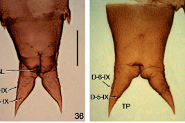 photomicrograph pupa: 36, segment 9 (ventral view), genital lobe (GL), terminal processes (TP), D-5-IX-D-6-IX (campaniform sensilla); 37, segment, 9. Scale bars: 0.05 mm