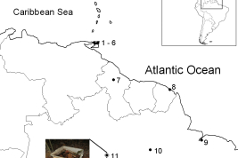 Mapa de distribución.  1	Cacandee Settlement	10°33'0.00"N	61°25'60.00"O 2	Fort Read		 3	Porto of Spain	10°39'42.13"N	61°31'09.99"O 4	Sangre Grande	10°35'28.93"N	61° 7'45.00"O 5	U.S. Naval Station		 6	Vega de Oropouche	10°36'36.88"N	61° 4'17.01"O 8	Cayenna	4°55'21.72"N	52°19'36.84"O 9	Outeiro 	1°15'14.88"S	48°27'27.15"O 10	Santarém	2°26'21.97"S	54°41'55.45"O 11	Manaos	3° 5'42.11"S	59°59'08.15"O 7	Guyana	4°54'57.55"N	59° 2'03.41"Ositio de captura
