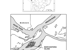 Sitio de capturas en la Isla de Mrchantaría, en el Río Solimoes, Manaos, Amazonas