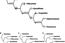 Cladograms obtained under K=3. The numbers above the nodes in cladogram A represent, from left to right the absolute and relative Bremer supports, respectively.