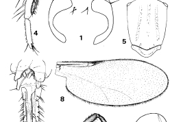 drawings female. 1, eyes separation; 2. flagellum; 3. 5th flagellomere; 4. palpus; 5. scutum and scutellum; 6. hind leg (throchanter, femur and tibia); 7, hind tibial comb; 8. wing; 9. genital lamellae; 10. spermathecae