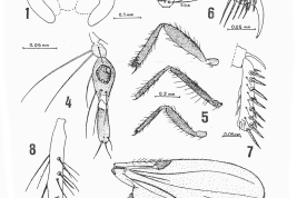 dibujos hembra: 1, cabeza; 2, flagelo; 3. antena segmento VII; 4. palpo;  5, patas; 6 ápice de la ultima tibia; 7. tarsómero de la última tibia; 8. tarsómero; 9. ala; espermatecas