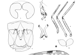 dibujos hembra (1-6) y macho (7-8): 1. flagelos; 2. cabeza; 3. palpo; 4. patas; 5. ala; 6. espermatecas; 7 genitalia masculina; 8. parameros.