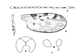 dibujos hembra: 2 cabeza, 3. flagelo; 4. palpo; 5 ala; 6. espermatecas 