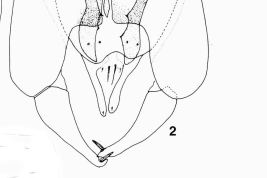 drawing male genitalia