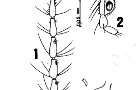 drawings female: flagellum; 2. palpus; 4. spermatheca