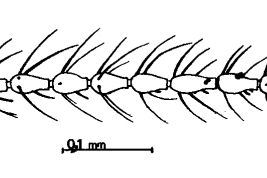 drawing female flagellum