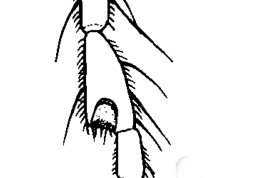 drawing female palpus
