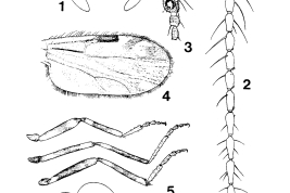 dibujos hembra: 1. cabeza; 2. flagelo; 3. Palpo; 4. ala; 5. patas; 6. espermatecas
