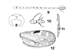dibujos female: 8 cabeza; 9. flagelo; 10 segmentos 10-11; 11. palpo; 12. ala