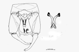 drawing male genitalia, parameres