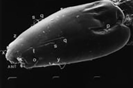 SEM larva. head capsule laterodorsal view (chaetotaxy)