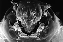 MEB larva cápsula cefálica  vista anteroventral