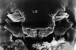 SEM larva  head capsule frontoventral view
