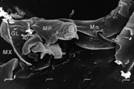 MEB larva detalles de maxila, galeolacinia, palpo maxilar y mandíbula