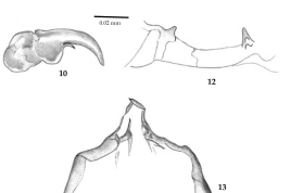 drawings details larva : mandible, epipharynx, hypostoma and hypopharynx