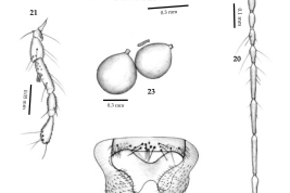dibujos adulto hembra: ala, antena, palpo, espermatecas, esclerotizacion genital