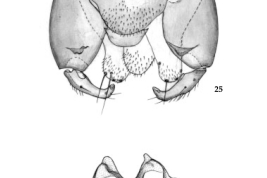drawings adult male. genitalia, parameres 