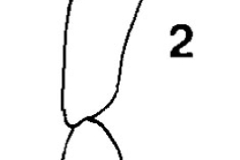 drawing adul female maxillary palpus