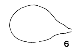 drawing adult female spermathecae