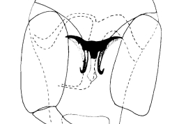 dibujo genitalia masculina