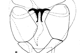 drawing male genitalia