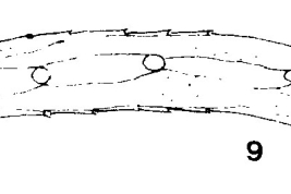 detail restiratory horm pupa