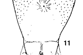 detail female pupa segment 9 dorsal view