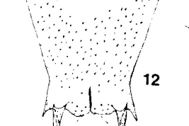 detail segment 9 female pupa ventral view