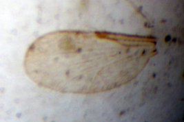 Holotipo hembra, microphotografía (BMNH) ala