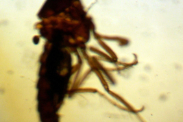 Holotype female, microphotography (BMNH)