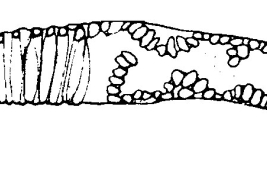 drawing female pupa RO