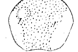 female pupa operculum