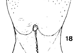 segmento terminal pupa macho (vista ventral)