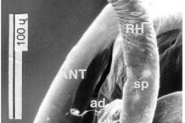 SEM female pupa repiratory horn (dorsal view)