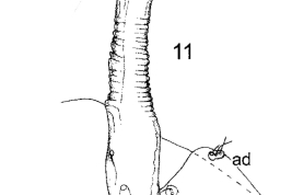 drawin female pupa prothoracic respiratory horm